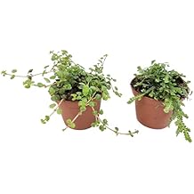 Josh's Frogs Tarantula Vivarium Bioactive Plant Kit (3x3x6 Terrarium)