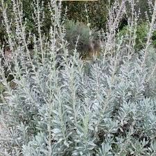 White Sage Fragrance Oil (Our Version of The Brand Name) (1 oz Bottle) for Candle Making, Soap Making, Tart Making, Room Sprays, Lotions, Car Fresheners, Slime, Bath Bombs, Warmers......