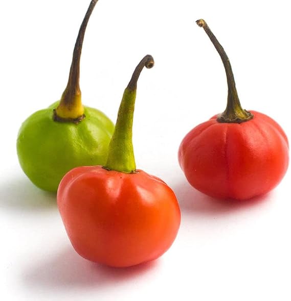 Pepper Joe's Bode Red Pepper Seeds Pack of 10+ Hot Chili Seeds USA Grown Rare Brazilian Seeds for Planting
