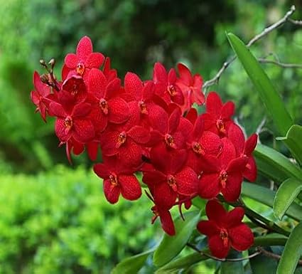 100pcs Orchid Flower Seeds