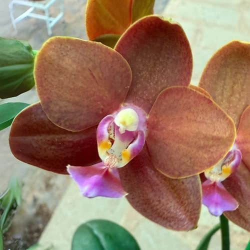 100pcs Brown Phalaenopsis Orchid Flower Seeds