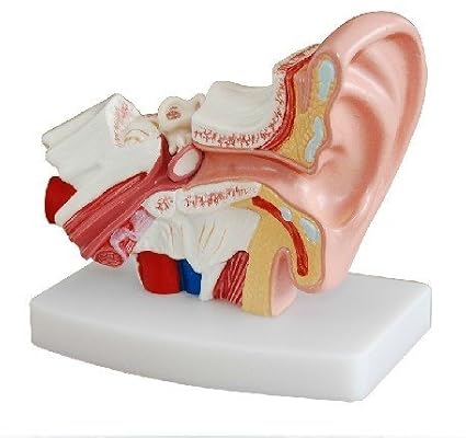 Human Professional Desktop Ear Joint Simulation Model Medical Anatomy PVC Plastic Type DR-XF-102