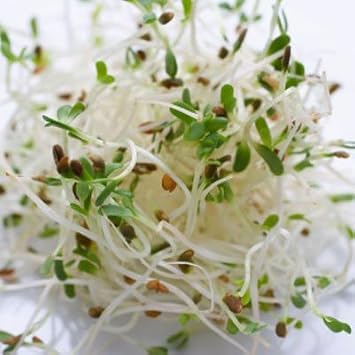 Alfalfa Sprouting Organic Great Heirloom Vegetable By Seed Kingdom Bulk 5 Lb Seeds