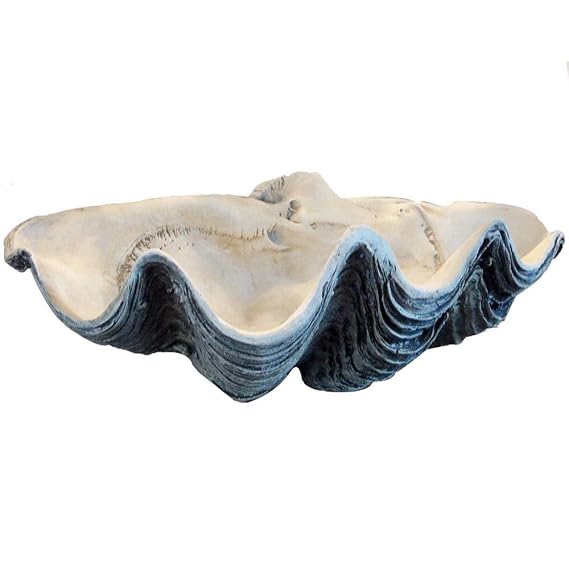 MB Treasure Gurus Giant 22" Clam Shell Tridacna gigas White Clamshell