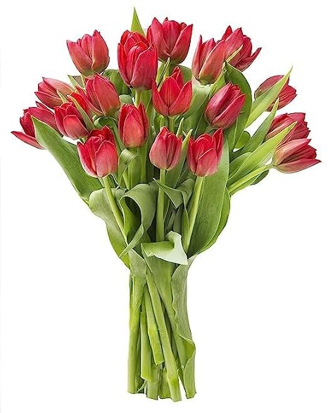 KaBloom-15 Red Tulip Bouquet,Flowers for Valentine, Mother's Day