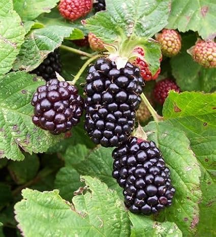 BlackBerry Obsidian 2 Litre Pot x 1 – Extra-Early Large Juicy by T&M