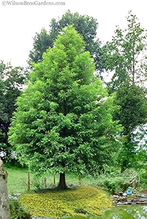Bald Cypress Seeds for Planting | 10 Seeds | Exotic Evergreen Tree Seeds to Grow, Great for Landscaping and Hedge Rows