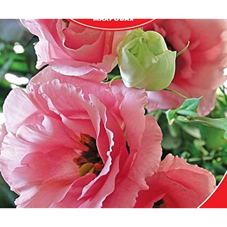 Eustoma  Lisianthus Rosie Pink F1 terry grandiflora Flower Seeds from Ukraine