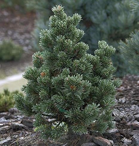 Sherwood Compact Fox Tail Pine 25-30 cm - Pinus aristata - Living Garden Plant from Nurseries