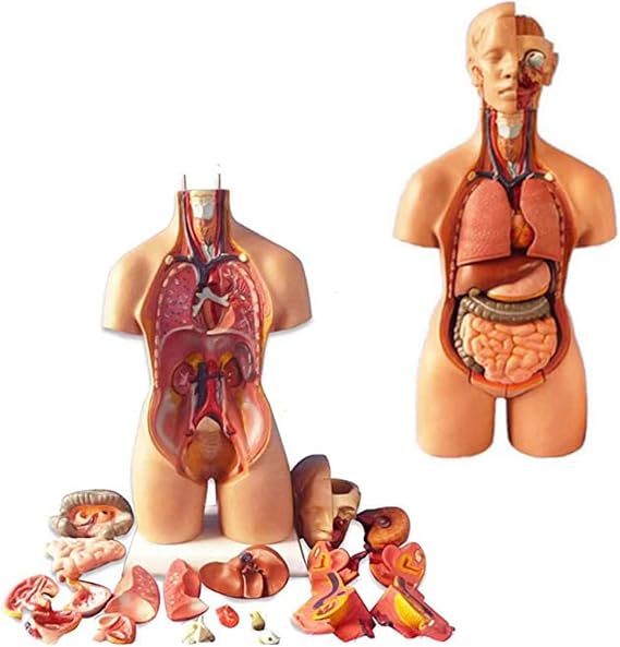 Human Torso Model 23 Pcs Removable 4D-Vision Human Anatomy Model Torso Structure,55CM Natomical Assembly Model of Human Organs for Teaching Education Skeleton Model