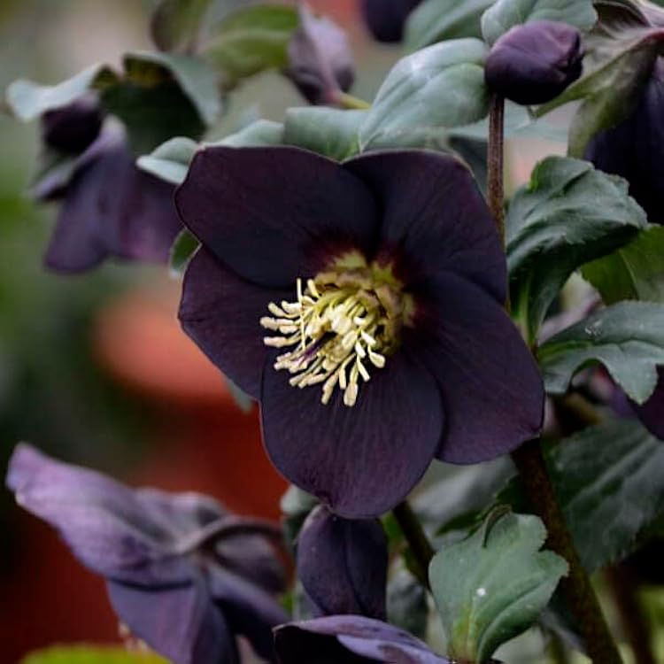 Votaniki Helleborus New York Night Hellebore 3 inch Bare Roots Deep Purple Black Lenten Rose for Early Spring Blooms | Hardy Perennial for Shade Gardens, Easy to Grow 1 Pack