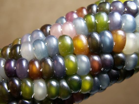 Glass Gem Corn Seeds (200 Seeds) - USA Grown by PowerGrow Systems  to Grow
