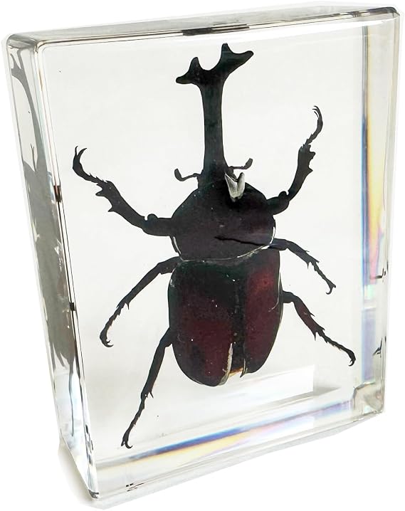 Rhinoceros Beetle