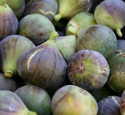 1000 Fig Seeds for Planting