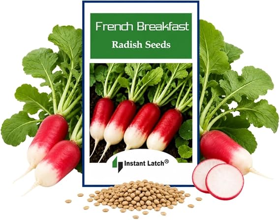 100 French Breakfast Radish Seeds | Non-GMO | Fresh Garden Seeds | NON GMO, Heirloom Seeds, Fresh Vegetable Garden Seed