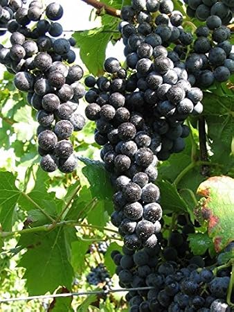 Vitis Vinifera 'Regent' 60-80 cm - Hardy Perennial Easy Care - Grape Vine - Climbing Plant for Pergola & Trellis