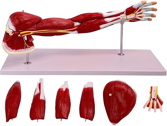 Life Size Human Arm Muscle Anatomy Model, Upper Limb Muscle Anatomy Model with Blood Vessels and Nerves and 7 Removable Parts and 84 Digital Anatomical Locations for Education Teaching
