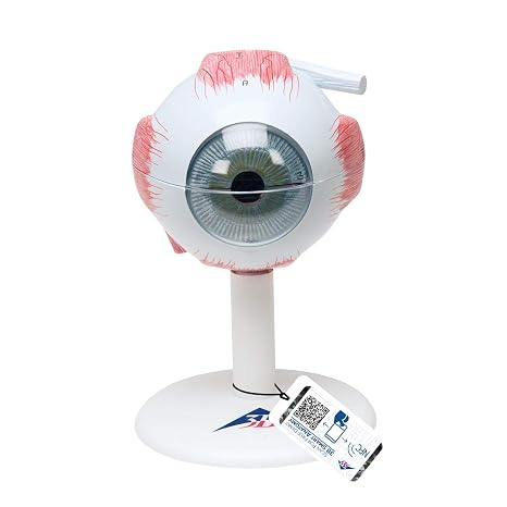 3B Scientific F15 Eye 3 times full-size 6-part - 3B Smart Anatomy