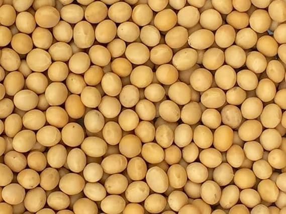 Premium Non-GMO Soybeans - 3 Lbs - Perfect for Soy Milk, Tofu, Natto - 100% Product of USA