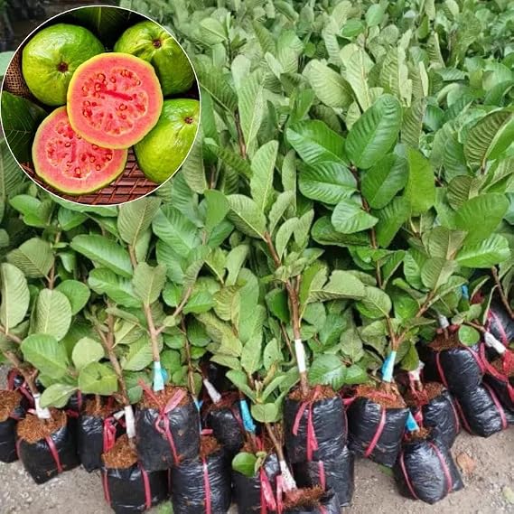 Pink Guava Fruit Tree, 10 to 14 Inches Tall, Tropical Guava Tree Plant for Garden or Patio, Well-Rooted, No Pot