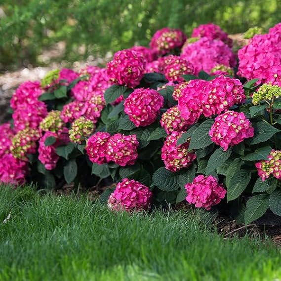Brighter Blooms Endless Summer Summer Crush Hydrangea, 2 Gallon