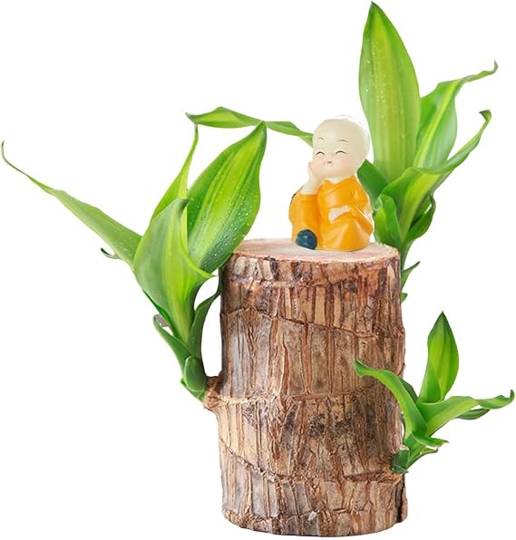 Brazilian Wood Plant,Mini Brazil Lucky Wood,Hydroponic Potted Stump Mini Plant (B)