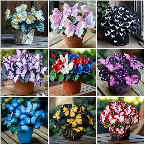 100Pcs Mixed Coleus Plant Seeds