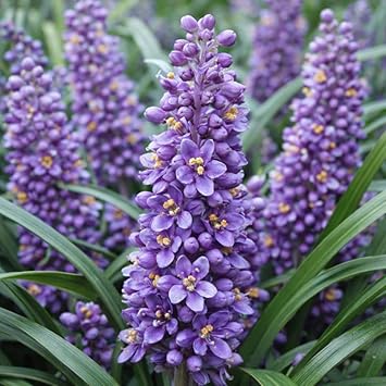 Lily Turf 'Big Blue', Lilyturf, Border Grass, Monkey Grass (54 Pots, 2 1/2 inch Square)