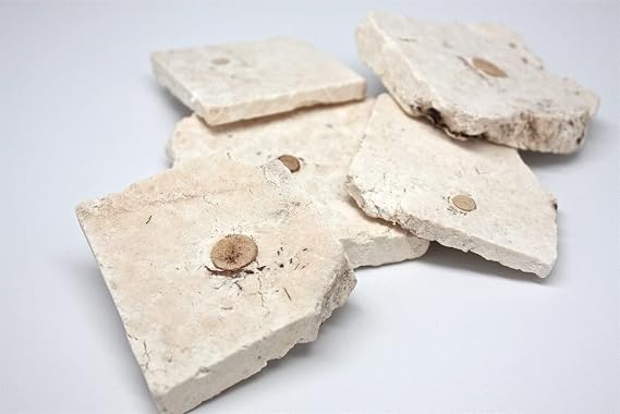 Fu Shen - Poria Paradicis Woody Center, Poria Root Fungus 1 Oz.