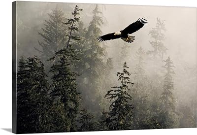 CANVAS ON DEMAND Bald Eagle Soaring Through Misty Tongass Nat Forest Southeast Alaska Canvas Wall Art Print by John Hyde, Home Decor, Beautiful, Wildlife Artwork,36 x24in