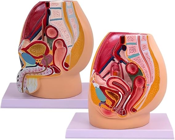Male and Female Pelvis Sagittal Model,Pelvis Reproductive Anatomy Model,Genitourinary Uterus Model, Median Sagittal Section Model of The Genitourinary System, for Study & Teaching, 2 Pack