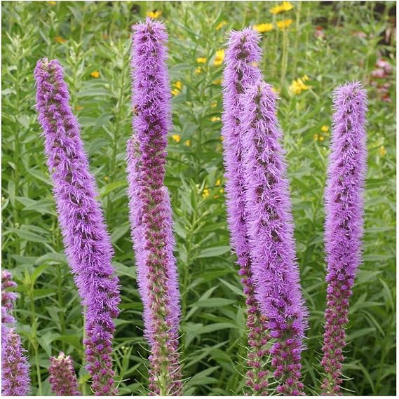 Everwilde Farms - 1 Oz Prairie Blazing Star Native Wildflower Seeds - Gold Vault