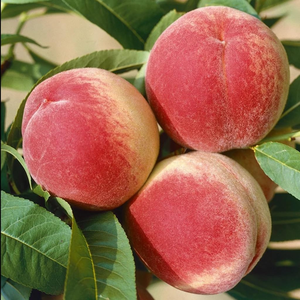 Pixies Gardens Red Color Peach Tree Combines of The Red Haven and Elberta Peach Trees to Produce One Premium Fruit 3 Gallon, Potted
