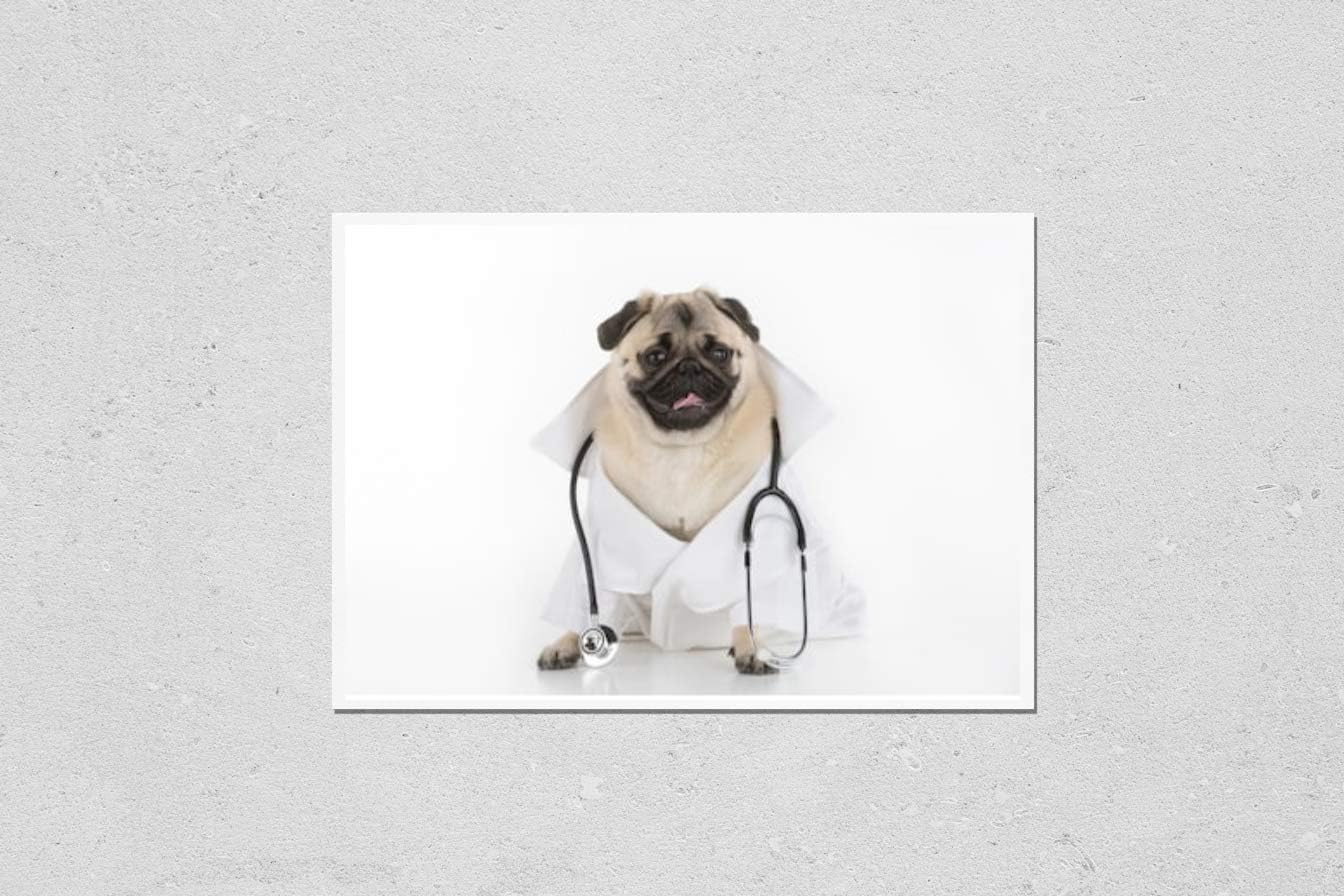 HardPress Wall Art Poster Print of Doctor Dog. Funny Dog in White Lab Coat and Stethoscope Sitting Isolated on White
