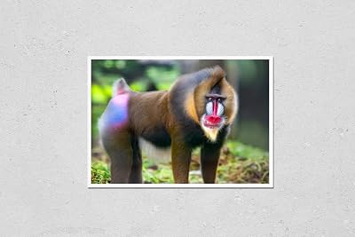 HardPress Wall Art Poster Print of Beautiful Mandrill Portrait Closeup, Baboon Monkey with Colorful Face and Butt. Limbe Wildlife Center, Cameroon, West Africa. African Wildlife Apes.