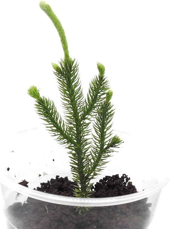 Pack of 6 Stagshorn Clubmoss Lycopodium Clavatum 2" to 5" Bare Root Plants on ONE Root/Runner for Terrariums, Fairy and Shade Gardens