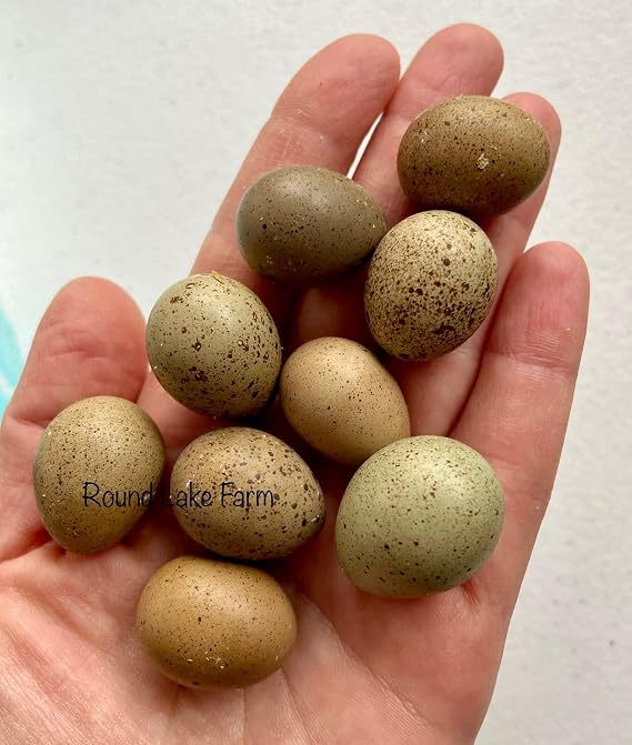 18 Fertile Button Quail Eggs for Hatching Out Chicks - Shipped in Foam - Beautiful Color Variety!
