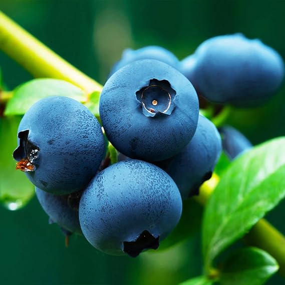 Brighter Blooms Brightwell Blueberry, 1 Gallon | No Shipping to AK, AZ, CA, GA, HI, OR, WA