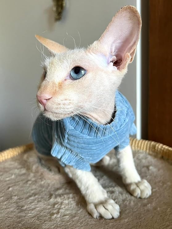 Cat's T-Shirt Corduroy for Sphynx and Naked Cats, cat Onsie, cat Body Suit, cat Suit, cat Clothing, cat Coat, Kitten Baby Grow (Medium, Blue)