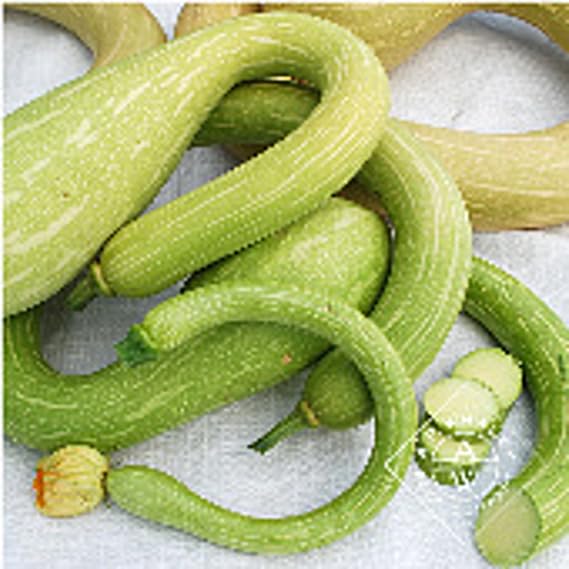 Tromboncino Zucchini Squash Seeds (20+ Seeds) | Non GMO | Vegetable Fruit Herb Flower Seeds for Planting | Home Garden Greenhouse Pack