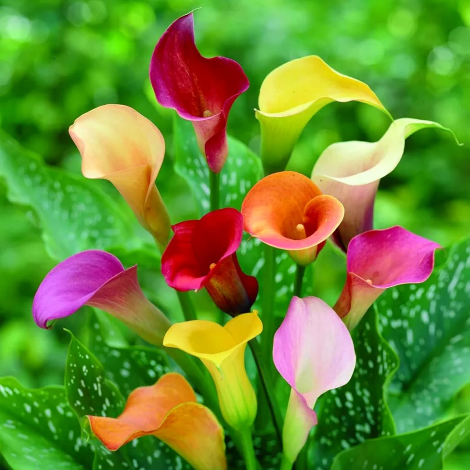 Premium Calla Lily Bulbs – Stunning Large Blooms, Simple to Grow – Perfect for Indoor Decor, Gifts & Holiday Displays-2 Bulbs-E