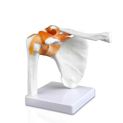 VAJ227 Classic Functional Shoulder Joint Model, Articulated with Flexible Ligaments. Features Clavicle, Humerus and Scapula