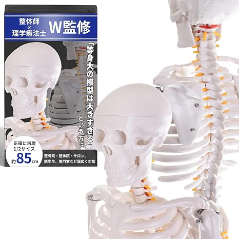 Supervised by a Physical The and a Bodywork The Avail Human Model 1/2 Full-Body Skeleton Model Bone Model Approximately 85cm Skeleton Specimen Skeleton Model "Full-body model with
