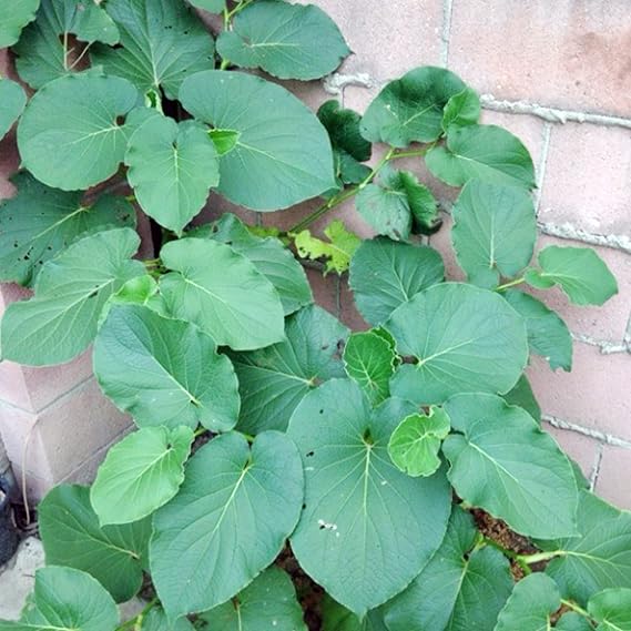 10 Premium Piper Auritum Seeds, Mexican Pepperleaf, Hierba Hoja Yerba Santa, Sacred Vera Cruz Pepper Seeds - Tasty Culinary Herb Survival Gear Food Seeds