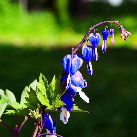 20 Pcs Lavender hues Seeds Perennial Bleeding Heart Shade Flower Garden
