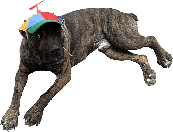 GEANBAYE Dog Hats with Funny Propeller, Size and Rope Double Adjustment Pet Hats for Small ,Medium, Large Dog and Cat (Iridescent)