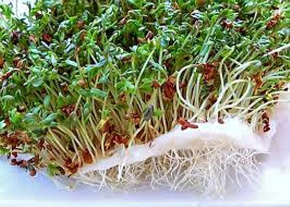 Alfalfa Sprout Seed, Sprouts, Heirloom, 1000 Seeds, Micro Greens