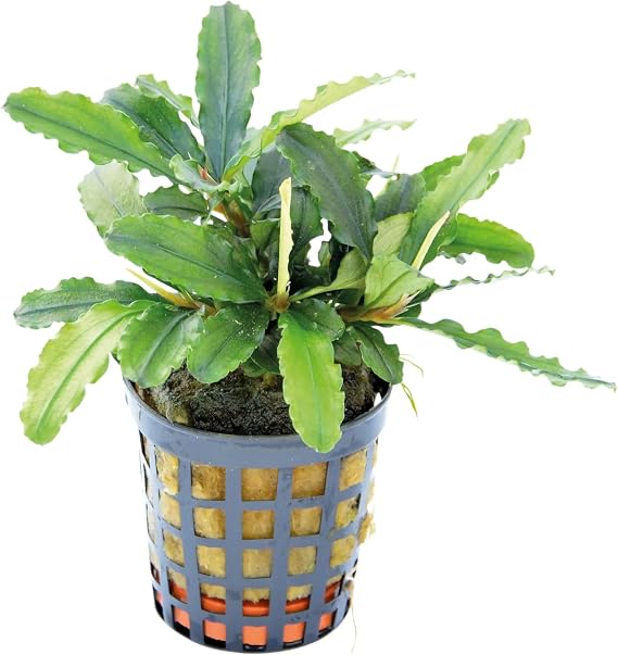 Bucephalandra theia Green