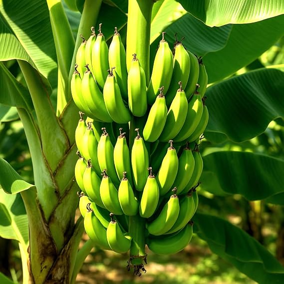 Banana Plants Grand Nain Includes Four (4) Plants with Hello Organics Tags and 2.5 oz. Sample Organic Fertilizer