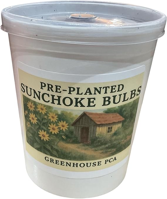Pre-Planted and Potted Jerusalem Artichoke Tubers (Sunchokes) by Greenhouse PCA. Ready to Grow in Organic Soil - Great Gift for The Gardener or Plant Lover in Your Life!